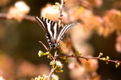 Butterfly - Homosassa Springs, Florida