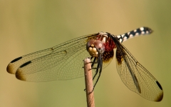 Black and White Dragonfly Inks Lake State Park, Texas