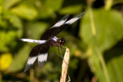 Black and White Dragonfly, Unknown Location