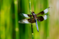 Blue-Dasher-2