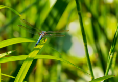 Blue-Dasher-LG