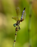 Blue Dragonfly Austin, Texas