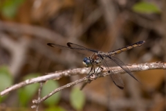 Dragonfly - Beech Woods Trail Big Thicket National Preserve