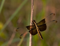 Brown and Orange-yellow Dragonfly