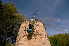 Dragonfly Ladybird Johnson Wildflower Center Austin, Texas