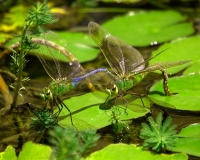 Green Darner Austin, Texas