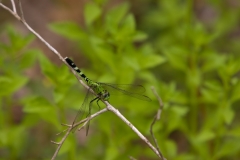 Green and Black Dragonfly Martin Dies, Jr. State Park, Texas