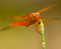 Red-tailed Pennant Front Austin, Texas