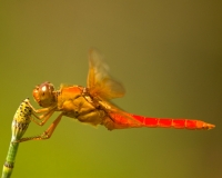 Red-tailed Pennant Side Austin, Texas