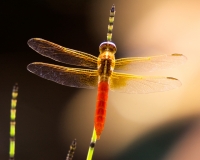 Redtailed Pennant Back Austin, Texas