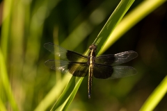 Widow Skimmer Unknown Location