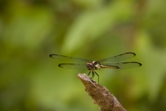 Dragonfly Martin Dies, Jr. State Park