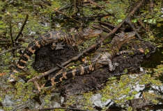 American Alligators Corkscrew Swamp Sanctuary Florida