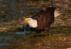 American Bald Eagle Drinking Fort Meyers Florida