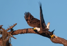 American Bald Eagle Launching from Limb Fort Meyers FloridaAmerican Bald Eagle Launching from Limb Fort Meyers Florida