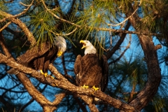 American Bald Eagle Pair Female on the Right Fort Meyers Florida