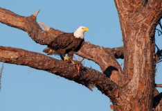 American Bald Eagle Squirrel It's What's for Dinner Fort Meyers Florida