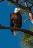 American Bald Eagle on Limb Looking Right Fort Meyers Florida