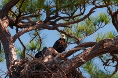 American Bald Eagle on Nest with Juvenile Fort Meyers Florida