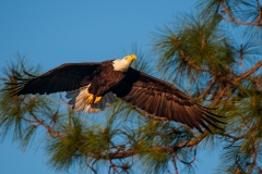 American Bald Eagle on the Wing Fort Meyers Florida