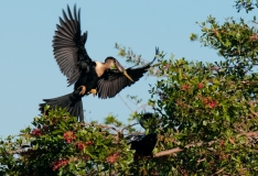 Anhinga Flying into Nesting Area Venice Rookery Venice Florida