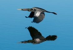 Anhinga Male on the Wing with Reflection in Water Venice Rookery Venice Florida