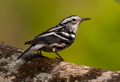 Black and White Warbler Corkscrew Swamp Sanctuary Florida