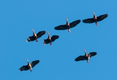 Black-bellied Whistling Duck Fly Over Venice Rookery Venice Florida