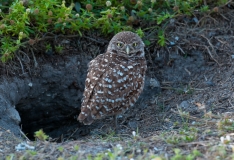 Burrowing Owl Chick with Dark Eyes Out of Burrow Cape Coral Florida