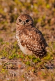 Burrowing Owl Chick with Dark Eyes Out of Burrow Eyes Wide Open Cape Coral Florida