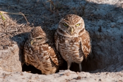 Burrowing Owl Pair Standing in Burrow Entrance Cape Coral Florida