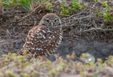 Burrowing Owl Sentry Guarding Nest