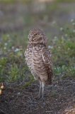 Burrowing Owl Sentry Stretched Up to Peer Over Weeds Nest