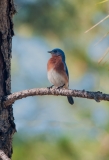 Eastern Bluebird Babcock-Webb Wildlife Management Area Florida