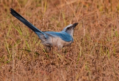 Florida Scrub-jay Cape Coral Florida