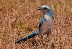 Florida Scrub-jay Looking Left Cape Coral Florida