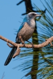 Florida Scrub-jay on Limb Looking Right Cape Coral Florida