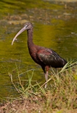 Glossy Ibis Lake Trafford Florida