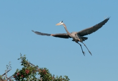 Great Blue Heron Flying into Nesting Area Venice Rookery Venice Florida