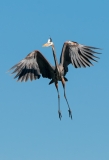 Great Blue Heron Flying into Nesting Area Venice Rookery Venice Florida