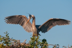 Great Blue Heron Nesting Activity Venice Rookery Venice Florida