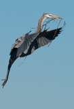 Great Blue Heron With Nesting Material Venice Rookery Venice Florida