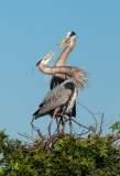 Great Blue Herons Courting Venice Rookery Venice Florida