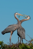 Great Blue Herons Male Giving Nesting Material to Female for Acceptance and Placement Venice Rookery Venice Florida