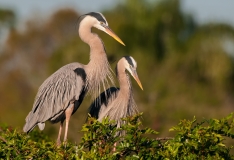 Great Blue Herons Nest Building Inspection Venice Rookery Venice Florida