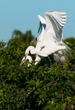 Great Egret Mating Venice Rookery Venice Florida