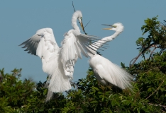 Great Egret Nest Building Venice Rookery Venice Florida