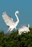 Great Egret Pre-Mating Activity Venice Rookery Venice Florida