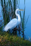 Great Egret in Breeding Plumage Venice Rookery Venice Florida