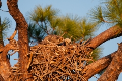 Great Horned Owl Adult Feeding Chicks Punta Gorda Florida